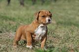 AMSTAFF  PUPPIES 124